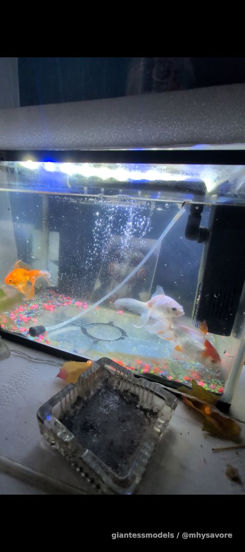 Still collecting swimmers for my LIVE VORE feeding currently waiting for 8 more viewers for this live feeding of eating one or two of these delishy fishes 
DM for details 