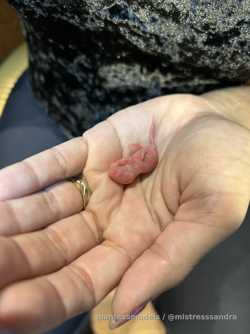 I just played with some mices and fishes today (: 