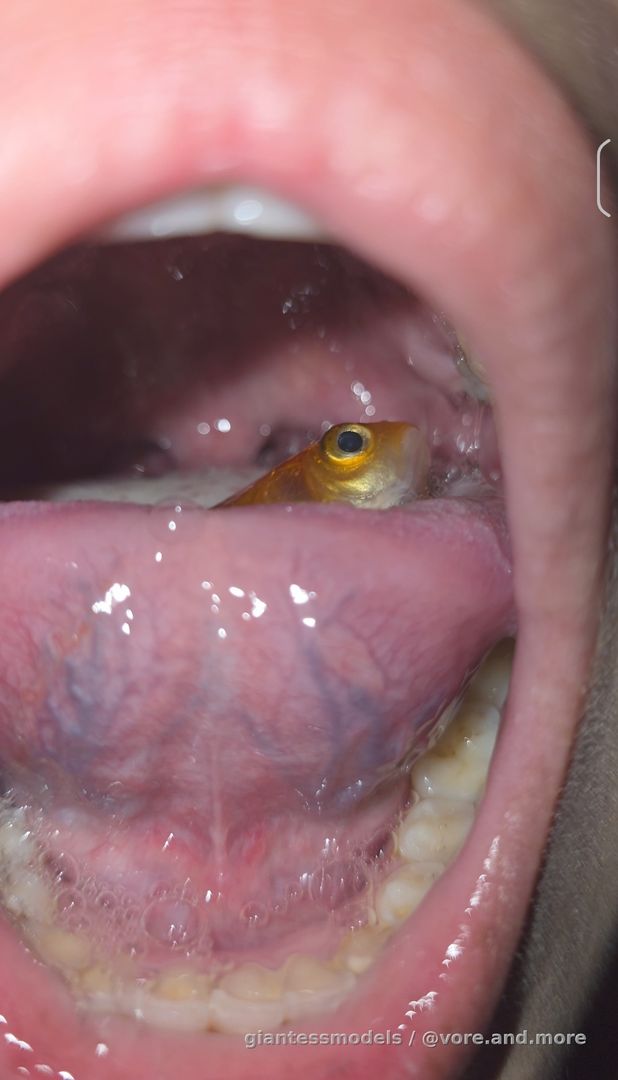 Swallow fat goldfish and showing body