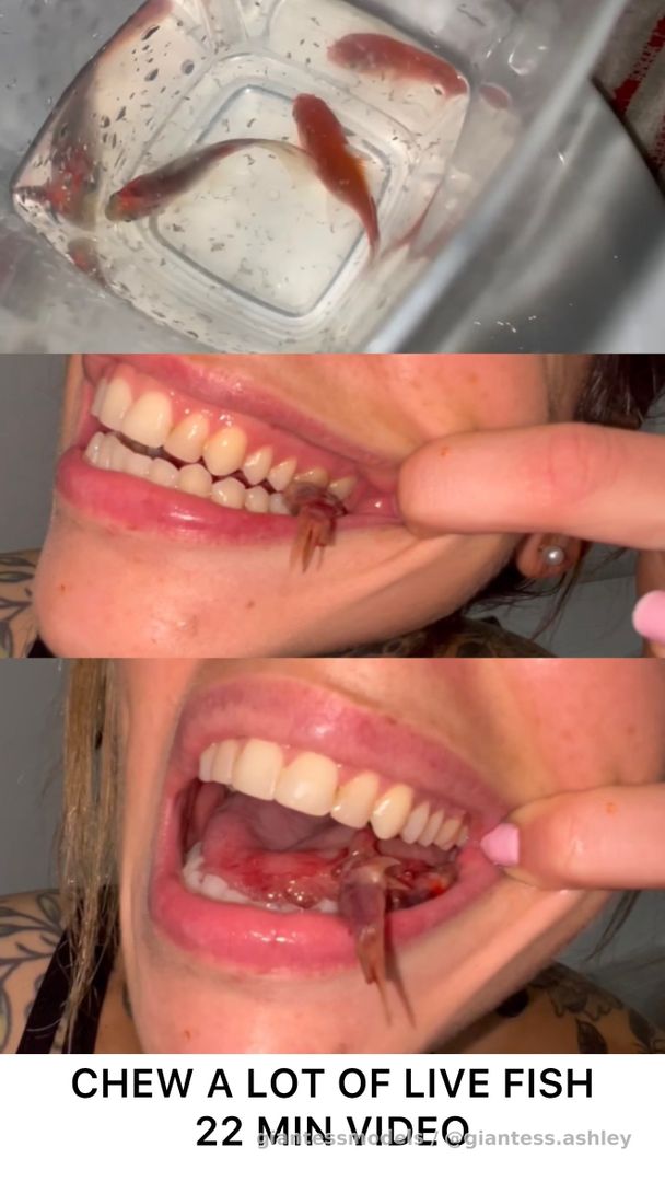 Goddess Ashley chews a bunch of fish until she gags, unedited, I chew real live fish.