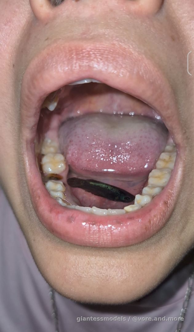 Swim and swallow male betta fish