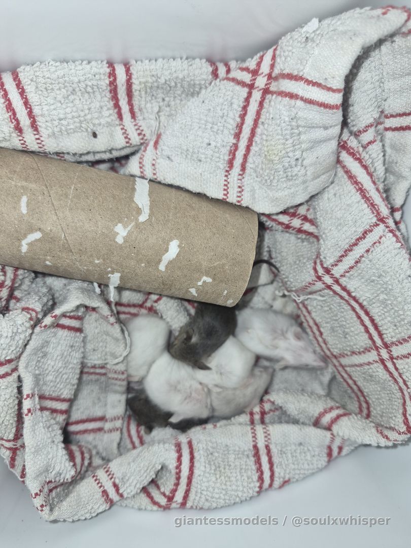 Poor babies are all snuggled up together and still sleeping. Will have to wake them up soon though 