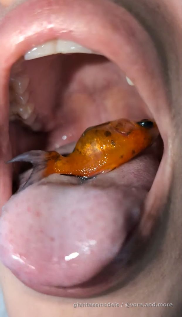 Swallow fish closeup