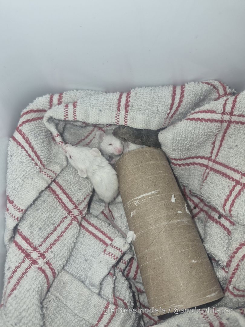 They think I made them a home 🥺🥺🥺 I almost feel bad... almost 