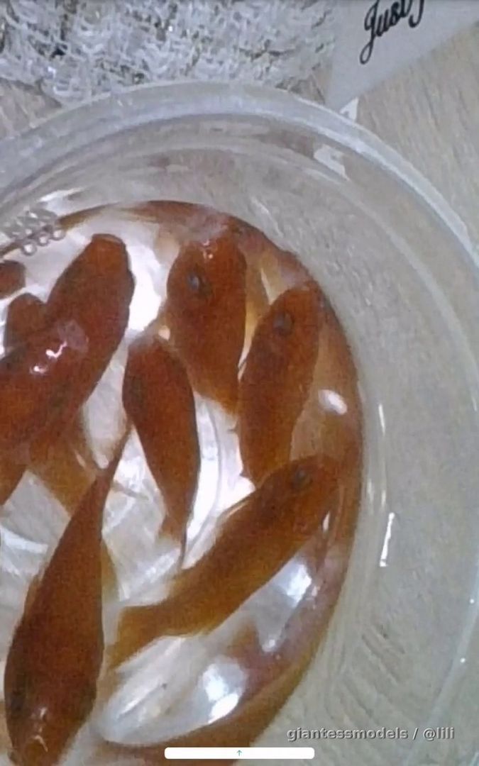 Ten goldfish in my stomach
