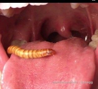 Bugs get chewed alive and swallowed down after.