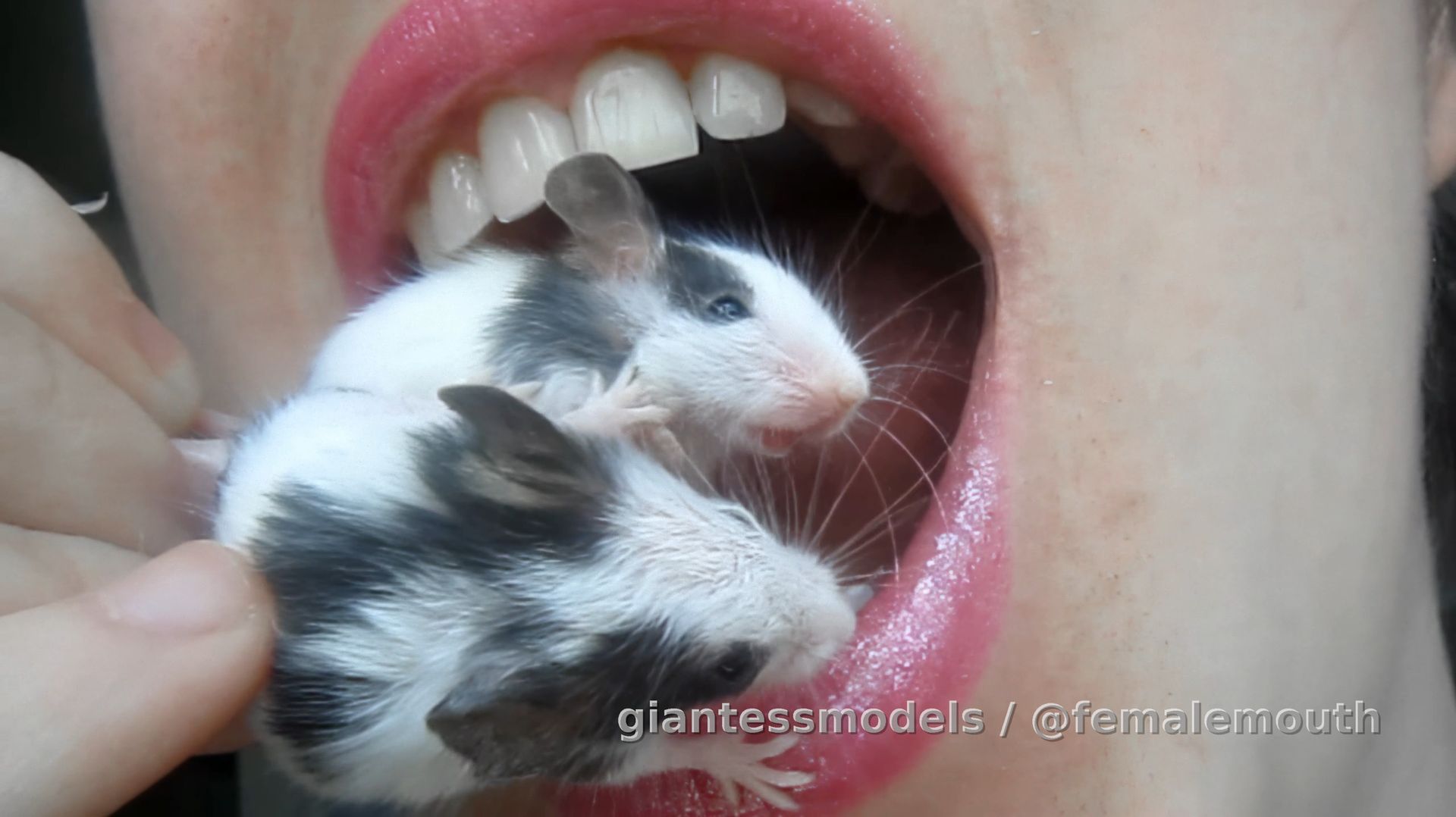 24% DISCOUNT is OVER! Until NEXT NY's eve!

You can call me mad, but this is the only existing HV clip out there with 5x mice by queen Zera. If you're bored of fishes, pinkies and frogs, this one is for you, but BEWARE! WARNING! This clip is not an easy one! Real footage or AI? It doesn't matter as long as you like the sound of crushed bones and mashed flesh! But relax! It's just a feeding woman! 2560x1440@72fps, 14min. - crisp clear quality!

The clip is made 15 years ago and doesn't exists anywhere. I know it will be taken down at some point and this is the one and only time I'm uploading it.