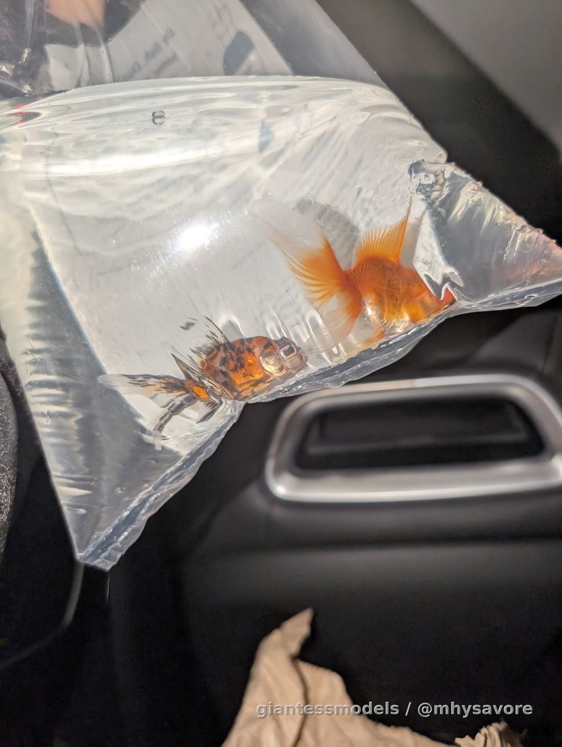 Just got two new fish to join the others to a higher power! First two buyers will get the offer to have one of the fish named after them in the video! 
Offering this video plus all my vore videos in one big folder for £60 GBP if brought privately via PayPal or will be available for purchase through this site for $90 as I have to make sure the site gets their cut and I calculate for the conversation rates from dollars to pounds 

My PayPal is ljvixen@gmail.com use the reference Little Swimmers so I know it's you ill send my telegram or WhatsApp contact directly there and the link through there for you. 

Fish are in my possession and here is a little muddle swallow video I recorded yesterday after being refused a fish in two stores now! 

Also here is a picture of the fish! 

Get on touch the feeding will commence tonight 10pm UK time 
The live feed was a bit of a palava so I am just going to record the feed and sell the video. 

NO CUTS NO EDITS JUST PURE VORE TO THE CORE

💋🐟🐟💋 
No cuts no edits just straight up swallow one after the Other wig open mouth. 

Here is a preview 