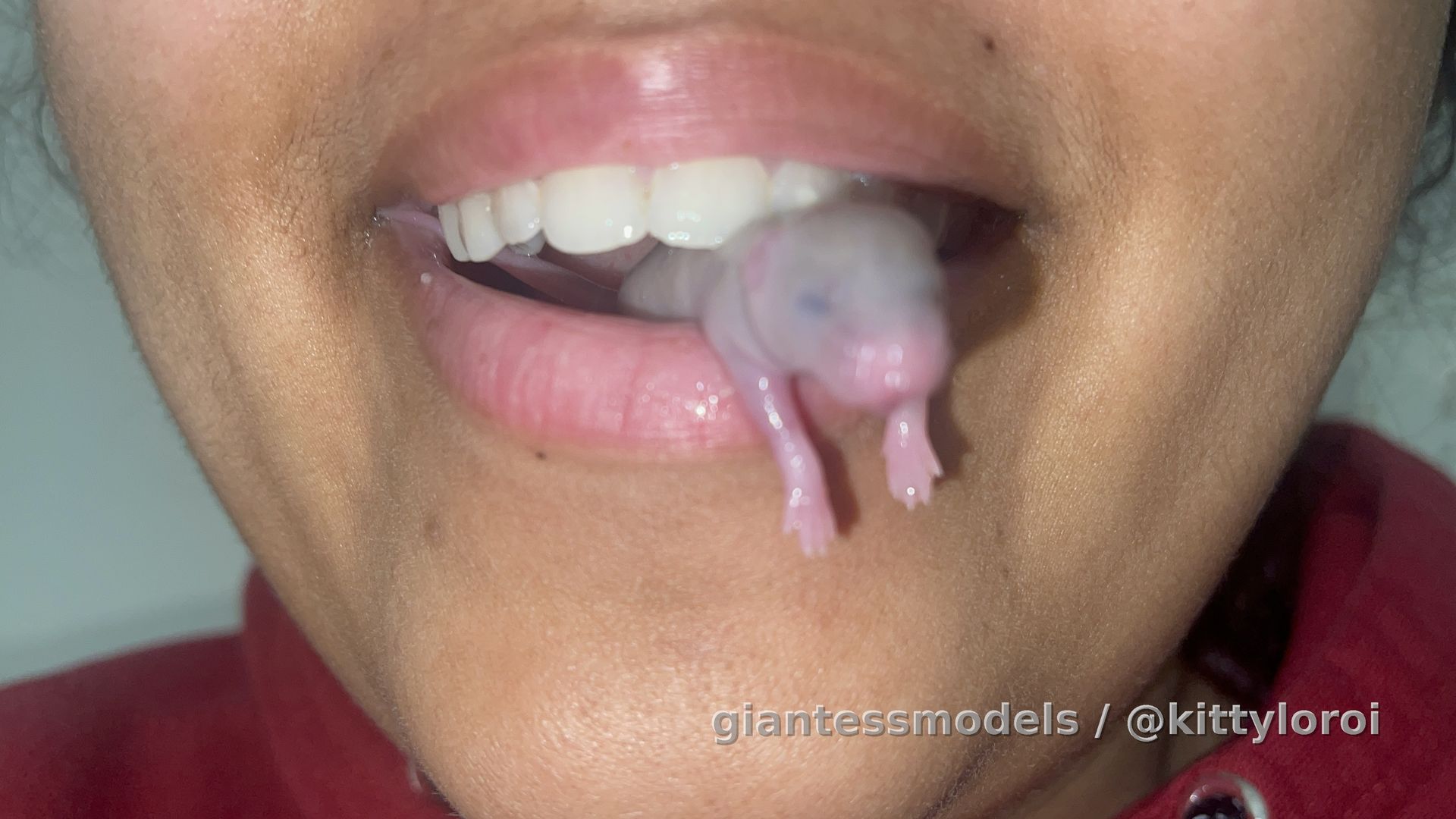 Young Fuzzy Close up Swallow