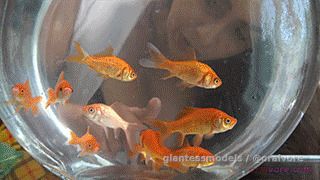 LILV6 Parts 1&2 – TEN, HUGE Goldfish Swallowed Alive – Lily is very hungry, and she can’t help but lick her lips and dream of swallowing every fish in her brother’s fish bowl. She puts her face and mouth up to the glass, and the fish swim frantically to avoid her. Lily reaches her giant hand into the bowl, and selects a single victim, shows him her giant body and boobs, then swallows him alive. Lily swallows each victim in a slightly different position, and makes sure all the other fish can see what’s happening, and she makes them nervous because they know their turn is coming.