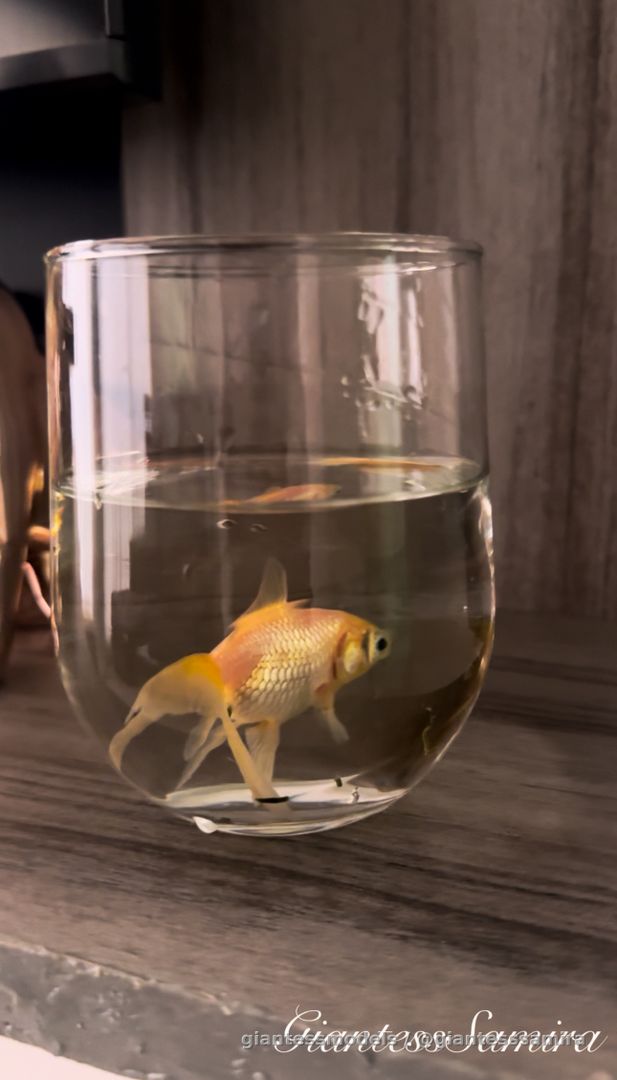 Buttcrus fish. 😈 🐠 