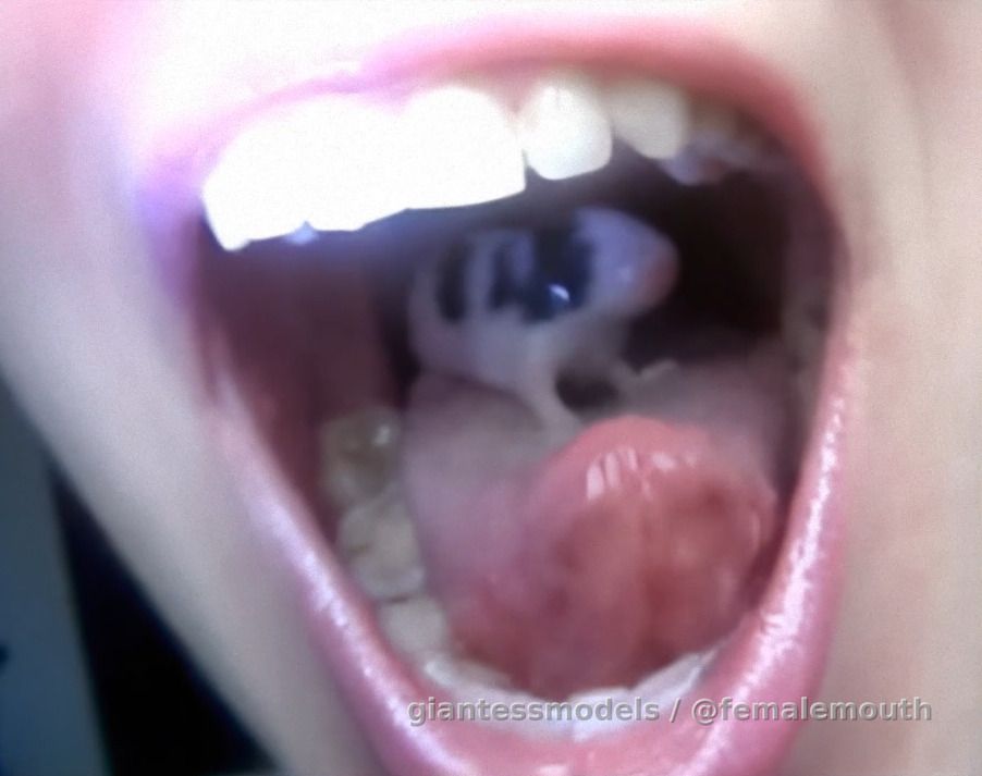 Queen Zera's SOFT VoRE clip! It's 5min., a mice and a frog slooowly go down! The clip is enhanced to 720p and 60fps, so you can slow down! 900Gb. mp4 file. Please, check the preview images before buying, maybe you already have the clip! :)