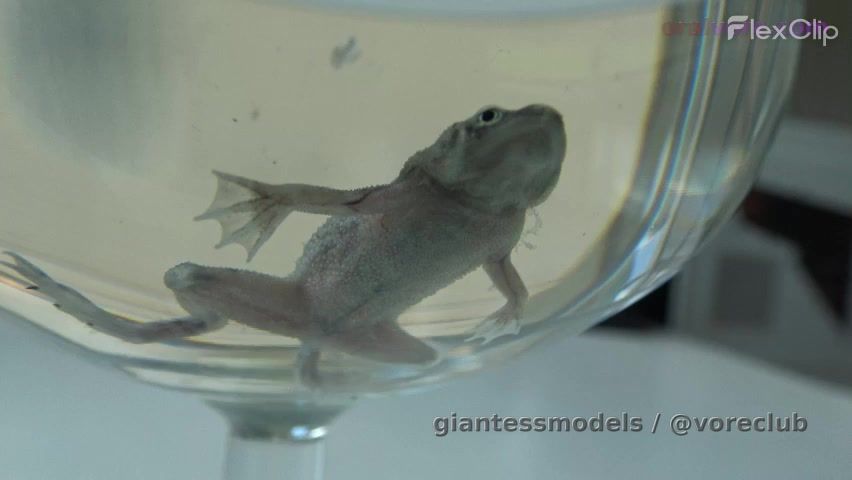 lanvamph1-2 – Lana licks her tiny pet frog on the glass table then swallows it alive. 2 Full Videos