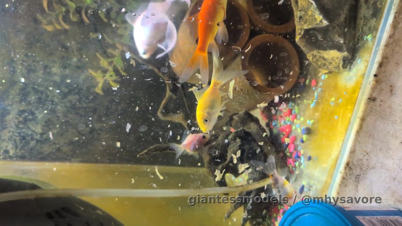 Tonight everyone I will be dining on a 3 course meal with a fish in-between every course!
YES THAT'S 3 FISH ILL BE EATING 🐠 🐠 🐠 
 Candle light and a fancy outfit followed by a belly premier with digestive sounds and a talk through about how I am feeling during the digestive process! 
There will be a shorter clip available of just the swallows too so if your on a budget that's ok I cater for all!
I'll be selling the video here for $150 or private for £90 so get in touch! Or you can pop payment into my PayPal with the reference 