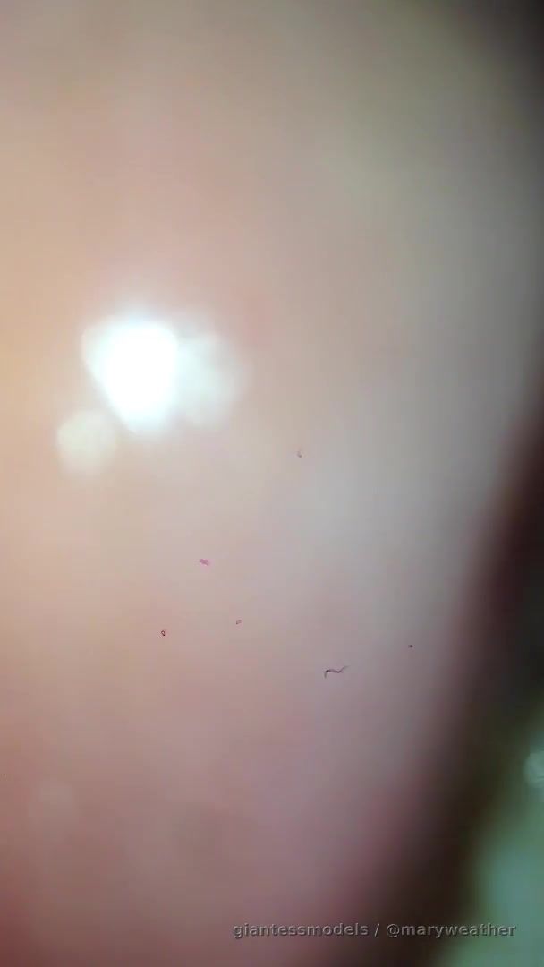 Voring a big gummy bear