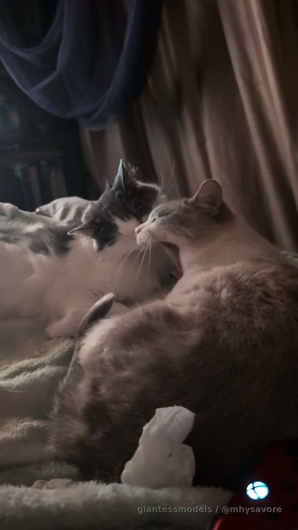Little vocal update and some cat love! Just to let you guys ok on what's to come of the next few days for me. I have a gynecology appointment bright and early. I hope they listen to me now and this doesn't turn out to be a fake appointment they've sent me because that's happens a couple of times. I rock up to be told I don't have an appointment...
Set back after set back 
But I know what caused my endometriosis and I'm going to school a few doctors today!  I will record my appointment because I think the world should hear how they treat us endo patience on the UK 
Thank you 
God bless wish me sleep so I can be up in the morning because I need an  operation that the doctors need to address so hopefully I'll get the results that I need to make my life link up it chain 